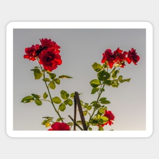 Red roses against summer evening sun Sticker